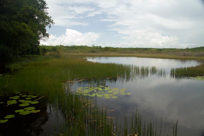 Flora de Calakmul