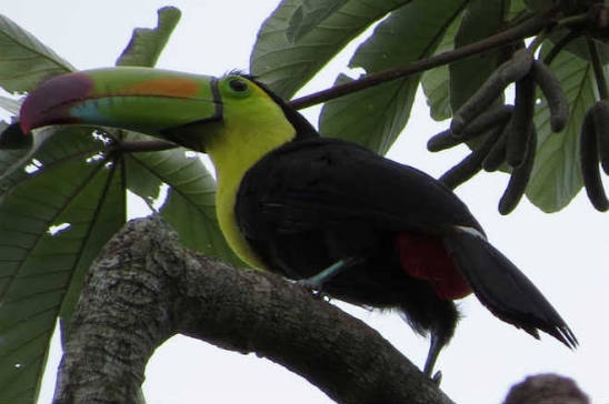 Fauna de la región de Calakmul
